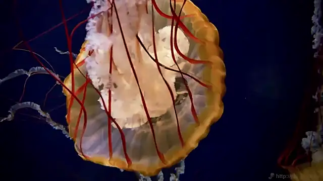 Snapshot of streamy_test11 chatting on March 2026 03:38:02 PM streamy test11 online show from March 2026 03:38:02 PM