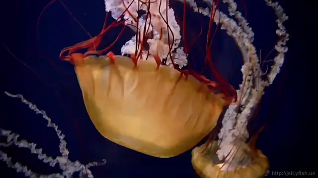 Snapshot of streamy_test11 chatting on March 2026 04:32:02 PM streamy test11 online show from March 2026 04:32:02 PM