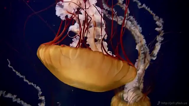 Snapshot of streamy_test11 chatting on March 2026 08:52:01 AM streamy test11 online show from March 2026 08:52:01 AM