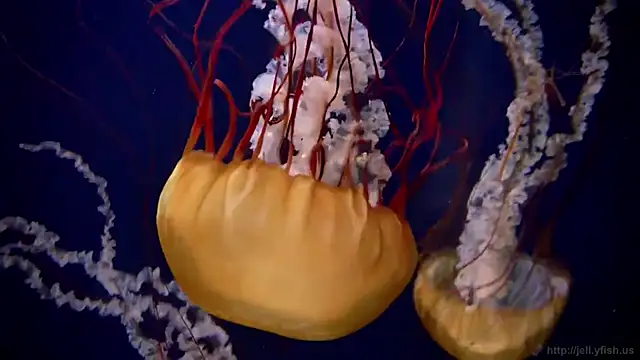 Snapshot of streamy_test11 chatting on March 2026 02:55:01 PM streamy test11 online show from March 2026 02:55:01 PM