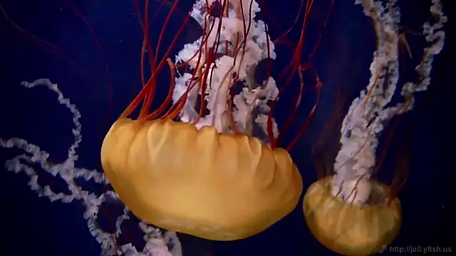 Snapshot of streamy_test11 chatting on March 2026 10:54:02 AM streamy test11 online show from March 2026 10:54:02 AM