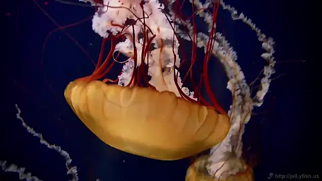 Snapshot of streamy_test11 chatting on March 2026 08:37:02 AM streamy test11 online show from March 2026 08:37:02 AM