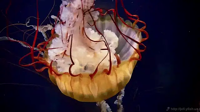 Snapshot of streamy_test11 chatting on March 2026 11:11:02 AM streamy test11 online show from March 2026 11:11:02 AM