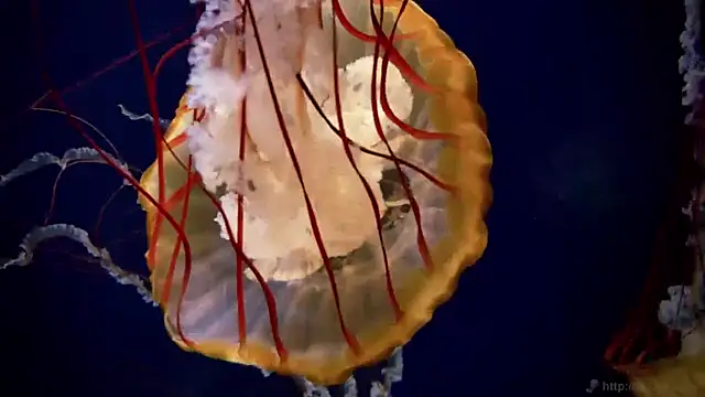 Snapshot of streamy_test11 chatting on March 2026 07:31:01 AM streamy test11 online show from March 2026 07:31:01 AM