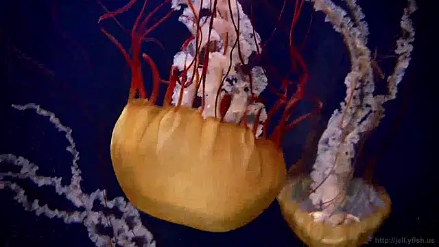 Snapshot of streamy_test11 chatting on April 2026 12:25:01 PM streamy test11 online show from April 2026 12:25:01 PM