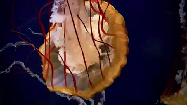 Snapshot of streamy_test11 chatting on April 2026 11:22:02 AM streamy test11 online show from April 2026 11:22:02 AM