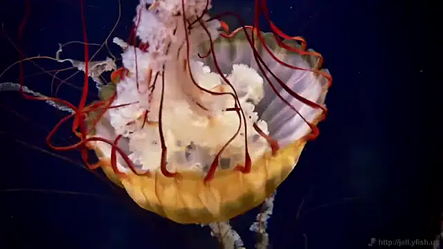 Snapshot of streamy_test11 chatting on April 2026 09:32:02 AM streamy test11 online show from April 2026 09:32:02 AM