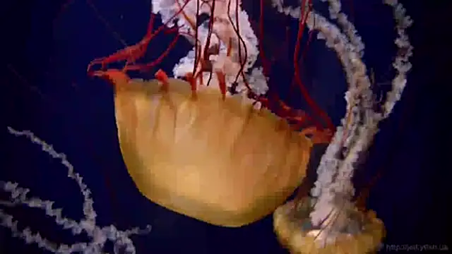 Snapshot of streamy_test11 chatting on April 2026 10:37:01 AM streamy test11 online show from April 2026 10:37:01 AM