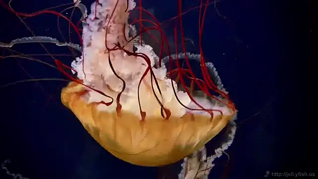 Snapshot of streamy_test11 chatting on April 2026 10:42:02 AM streamy test11 online show from April 2026 10:42:02 AM