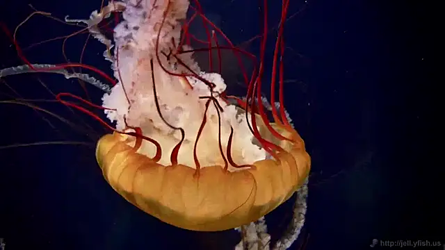 Snapshot of streamy_test11 chatting on April 2026 02:29:01 PM streamy test11 online show from April 2026 02:29:01 PM