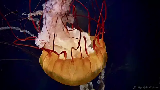 Snapshot of streamy_test11 chatting on April 2026 06:38:01 AM streamy test11 online show from April 2026 06:38:01 AM