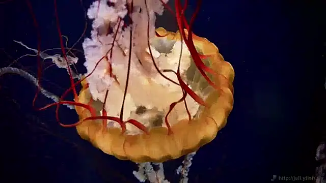 Snapshot of streamy_test11 chatting on April 2026 02:51:02 PM streamy test11 online show from April 2026 02:51:02 PM