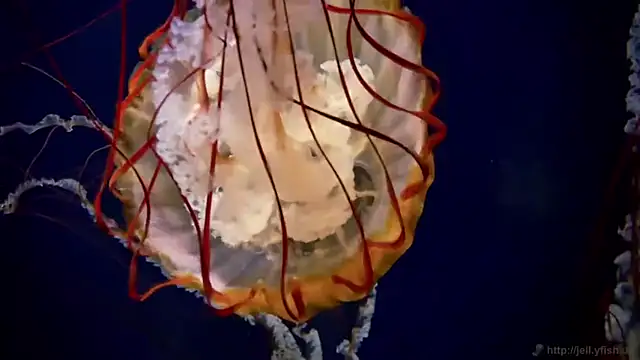 Snapshot of streamy_test11 chatting on April 2026 03:25:02 PM streamy test11 online show from April 2026 03:25:02 PM