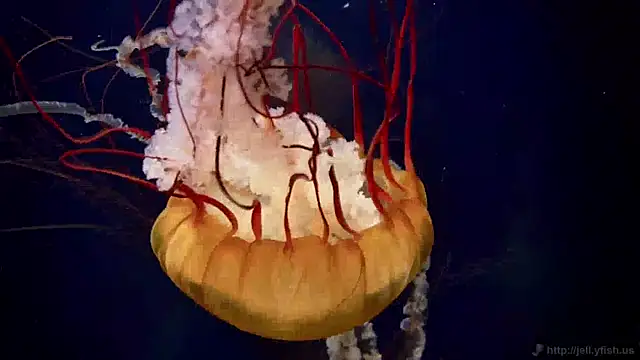 Snapshot of streamy_test11 chatting on April 2026 02:30:01 PM streamy test11 online show from April 2026 02:30:01 PM