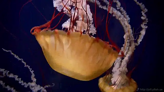 Snapshot of streamy_test11 chatting on April 2026 10:13:02 AM streamy test11 online show from April 2026 10:13:02 AM