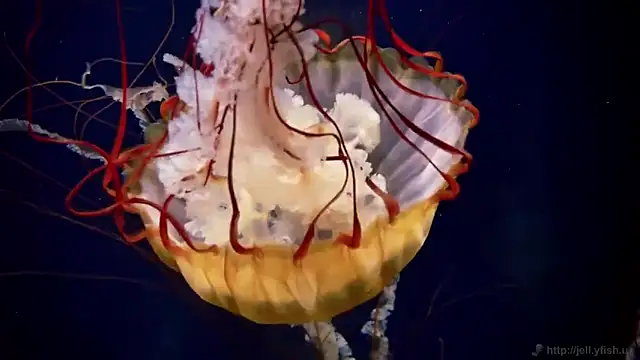 streamy test12 online show from November 2025 01:44:01 PM