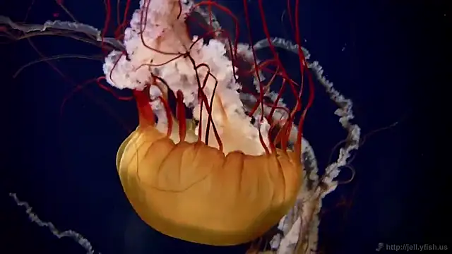 streamy test12 online show from December 2025 03:05:01 PM