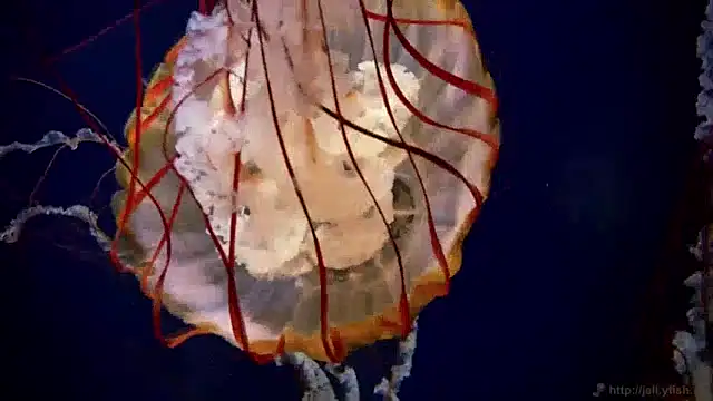 streamy test13 online show from December 2024 01:11:02 PM