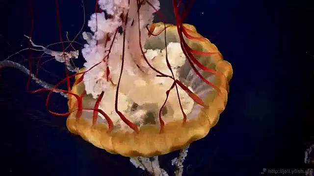 streamy test13 online show from January 2025 08:14:02 AM