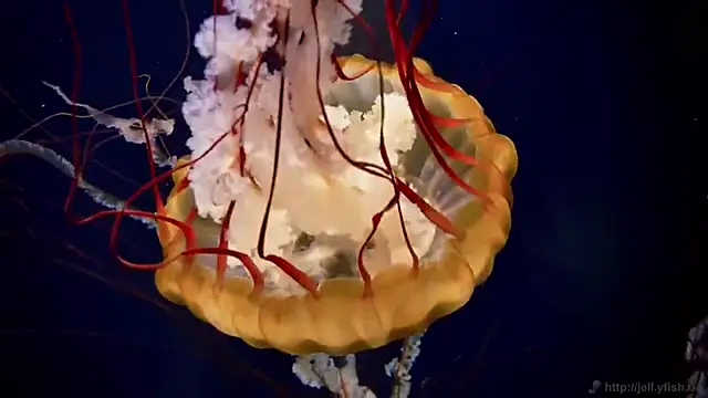 streamy test13 online show from March 2025 08:09:01 AM