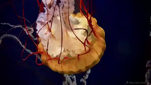 Snapshot of streamy_test15 chatting on December 2024 08:23:02 AM streamy test15 online show from December 2024 08:23:02 AM