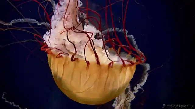 Snapshot of streamy_test15 chatting on February 2025 08:09:01 AM streamy test15 online show from February 2025 08:09:01 AM