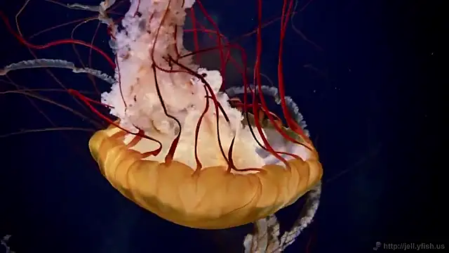 Snapshot of streamy_test15 chatting on September 2025 10:16:02 AM streamy test15 online show from September 2025 10:16:02 AM