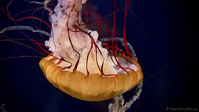 Snapshot of streamy_test15 chatting on September 2025 11:34:02 AM streamy test15 online show from September 2025 11:34:02 AM