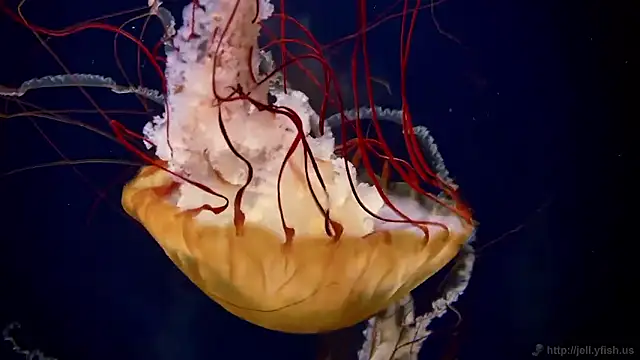 Snapshot of streamy_test15 chatting on October 2025 08:37:01 AM streamy test15 online show from October 2025 08:37:01 AM