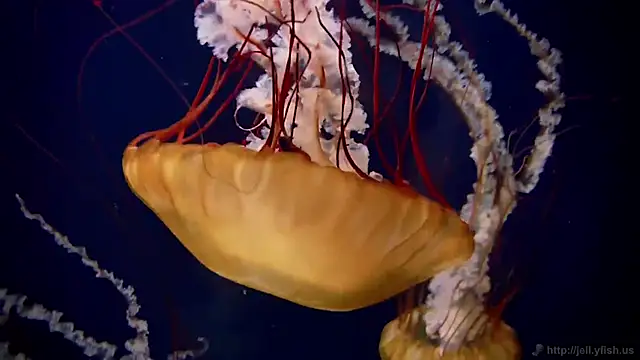 streamy test15 online show from December 2025 03:10:01 PM