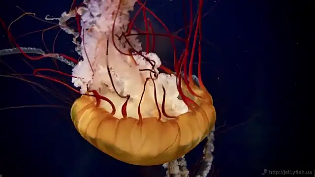 streamy test15 online show from February 2026 09:38:01 AM