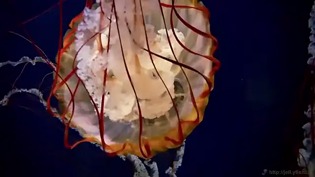 streamy test15 online show from March 2026 07:47:02 AM