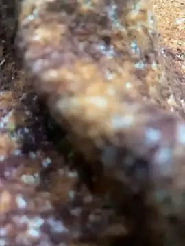 king cum  online show from February 2025 10:44:02 AM