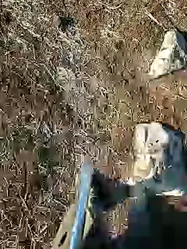 Snapshot of murokkk31 chatting on January 2025 08:09:02 AM murokkk31 online show from January 2025 08:09:02 AM