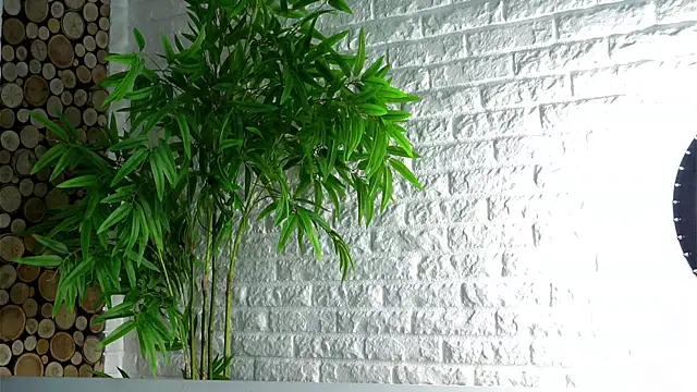 Snapshot of LowOncoming chatting on April 2026 02:11:02 AM LowOncoming online show from April 2026 02:11:02 AM