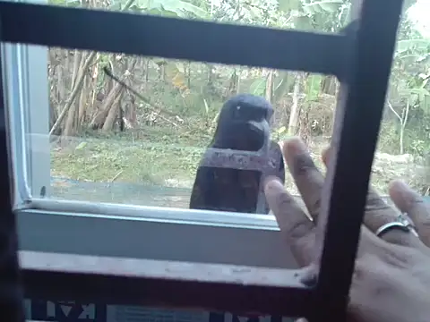 Unlucky-flowers online show from March 2026 07:36:02 AM