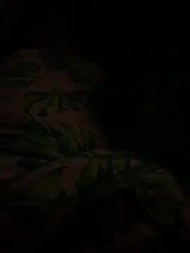 Snapshot of smithrosinha chatting on February 2025 04:44:02 AM smithrosinha online show from February 2025 04:44:02 AM