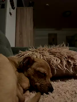 mecbxl25 online show from November 2025 05:38:01 PM