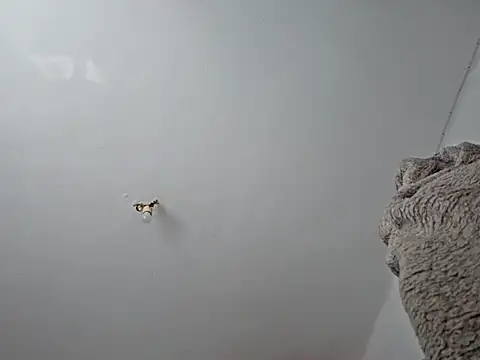 charlye inkkkk online show from March 2025 10:13:02 AM