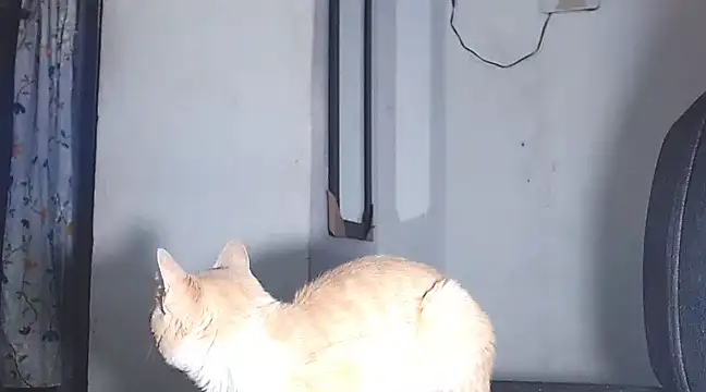 sofi doll77 online show from March 2025 10:53:01 PM