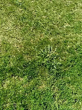 Gururonny07 online show from March 2025 07:49:02 AM