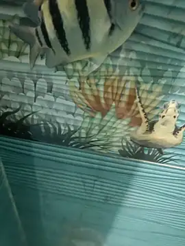 Snapshot of Mr_joh chatting on November 2025 06:02:02 AM Mr joh online show from November 2025 06:02:02 AM