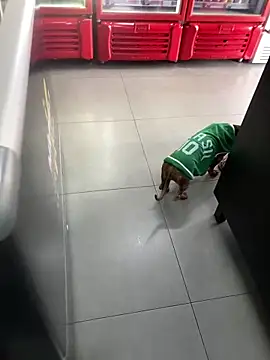 Snapshot of Hjsjsjsjjd chatting on October 2025 12:17:01 PM Hjsjsjsjjd online show from October 2025 12:17:01 PM