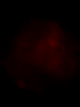 Snapshot of Ozomitro chatting on March 2025 04:23:01 PM Ozomitro online show from March 2025 04:23:01 PM