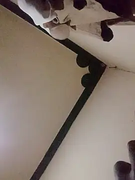 Danny lady online show from December 2025 11:21:01 PM