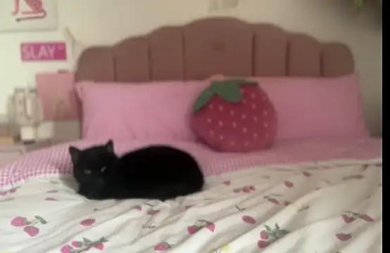 Snapshot of pinkie_piexx chatting on February 2025 12:14:02 PM pinkie piexx online show from February 2025 12:14:02 PM