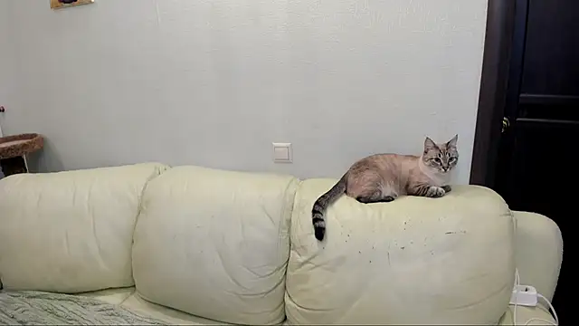 Snapshot of Pawsitive_Panther chatting on December 2024 03:39:01 PM Pawsitive Panther online show from December 2024 03:39:01 PM