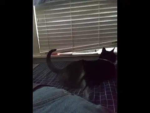 DevinToore online show from March 2026 04:12:01 PM