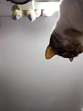 Snapshot of DannaDooll99 chatting on March 2025 10:52:01 AM DannaDooll99 online show from March 2025 10:52:01 AM