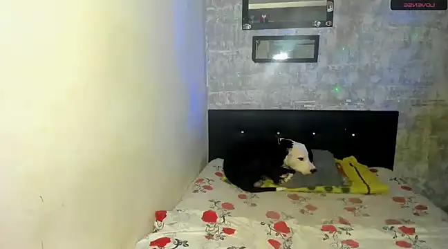 Snapshot of danna_sofiah chatting on February 2025 03:32:02 PM danna sofiah online show from February 2025 03:32:02 PM